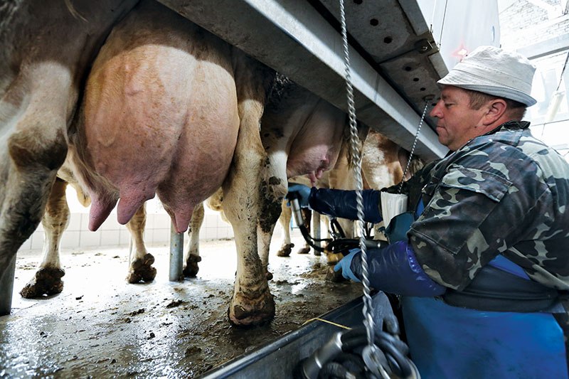 A worker sets up a machine to milk cows at the AIS farm on Oct. 13, 2015. Recently 10 Ukrainian dairy companies were given approval to export to the European Union. (Volodymyr Petrov) 