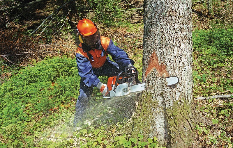 A lumberjack cuts down a tree in Zakarpatia Oblast. 