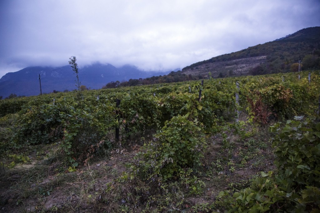 The winery near the Krasnokamenka village near щт on Oct. 16 in Yalta, Crimea .