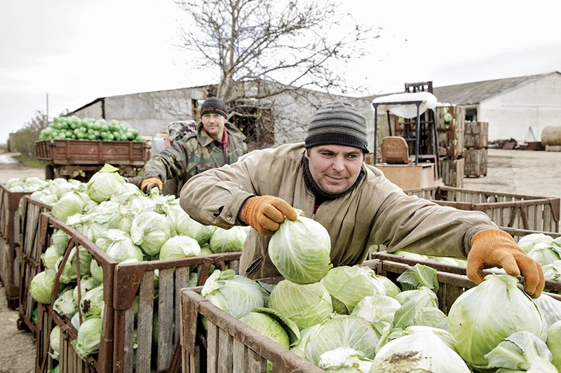 Farm workers sort through newly harvested cabbages at a farm in northern Crimea on Nov. 11.