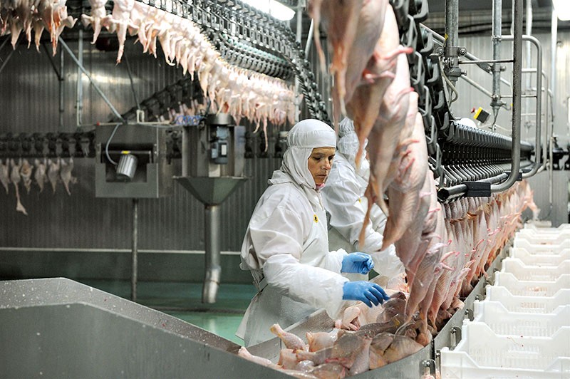 .An employee of the poultry plant in Kaniv, a city in Cherkasy Oblast 140 kilometers southeast of Kyiv, inspects freshly slaughtered chickens on June 16, 2009.
