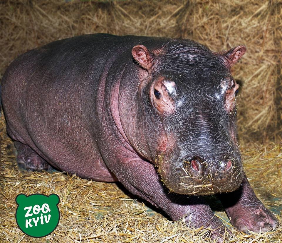 The little female hippopotamus comes from Italy.