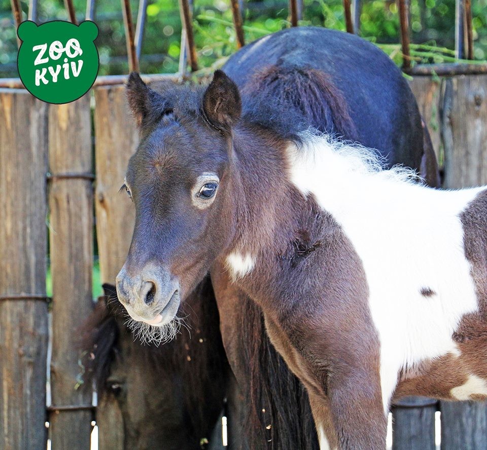 The six-month-old pony Shustrik liles to play a lot and has cheerful character. 