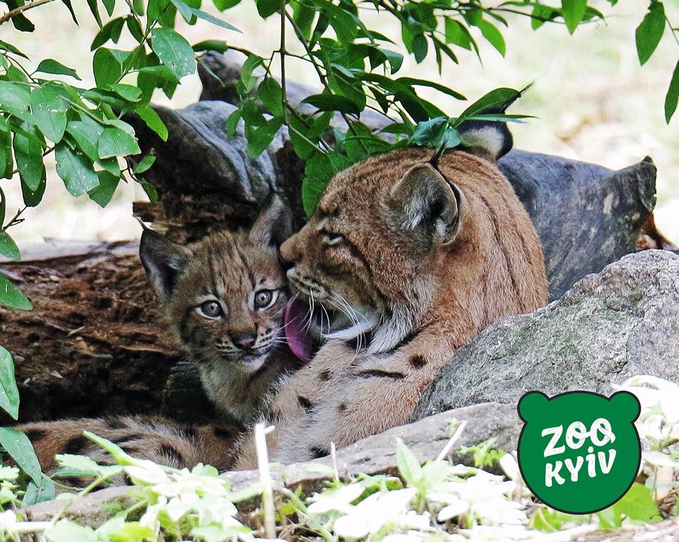 The mother lynx licks her little cub. 
