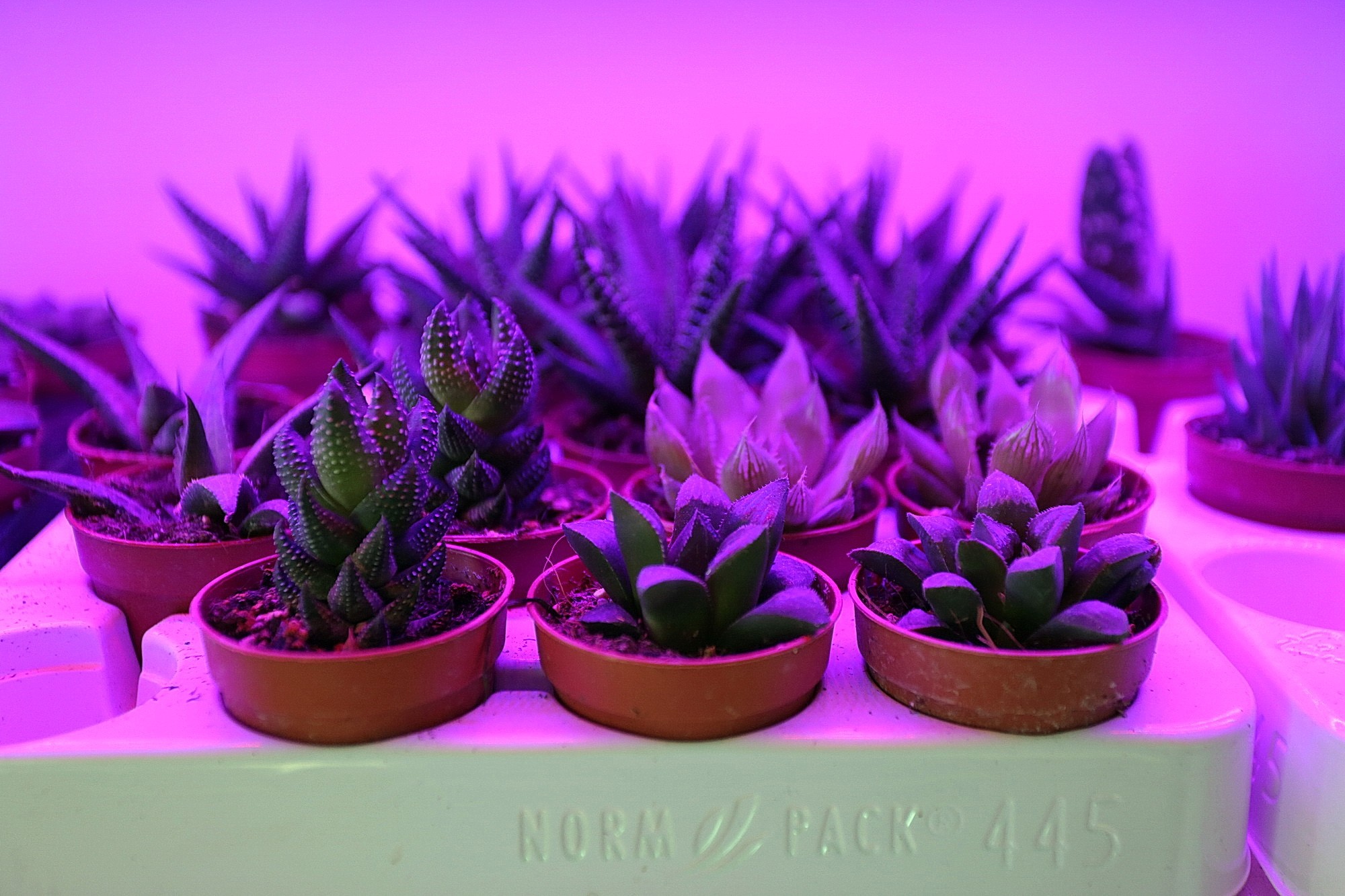 Succulents at Roslynka basking in artificial light to supplement lack of sunshine in cold months. (Photo by Anastasia Vlasova)