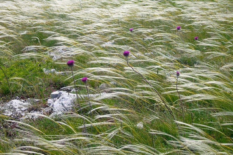 Every year at the end of April till June feather grass blossoms on the 33,000 hectares area of Askania-Nova biosphere reserve, Europe’s last virgin steppe area.