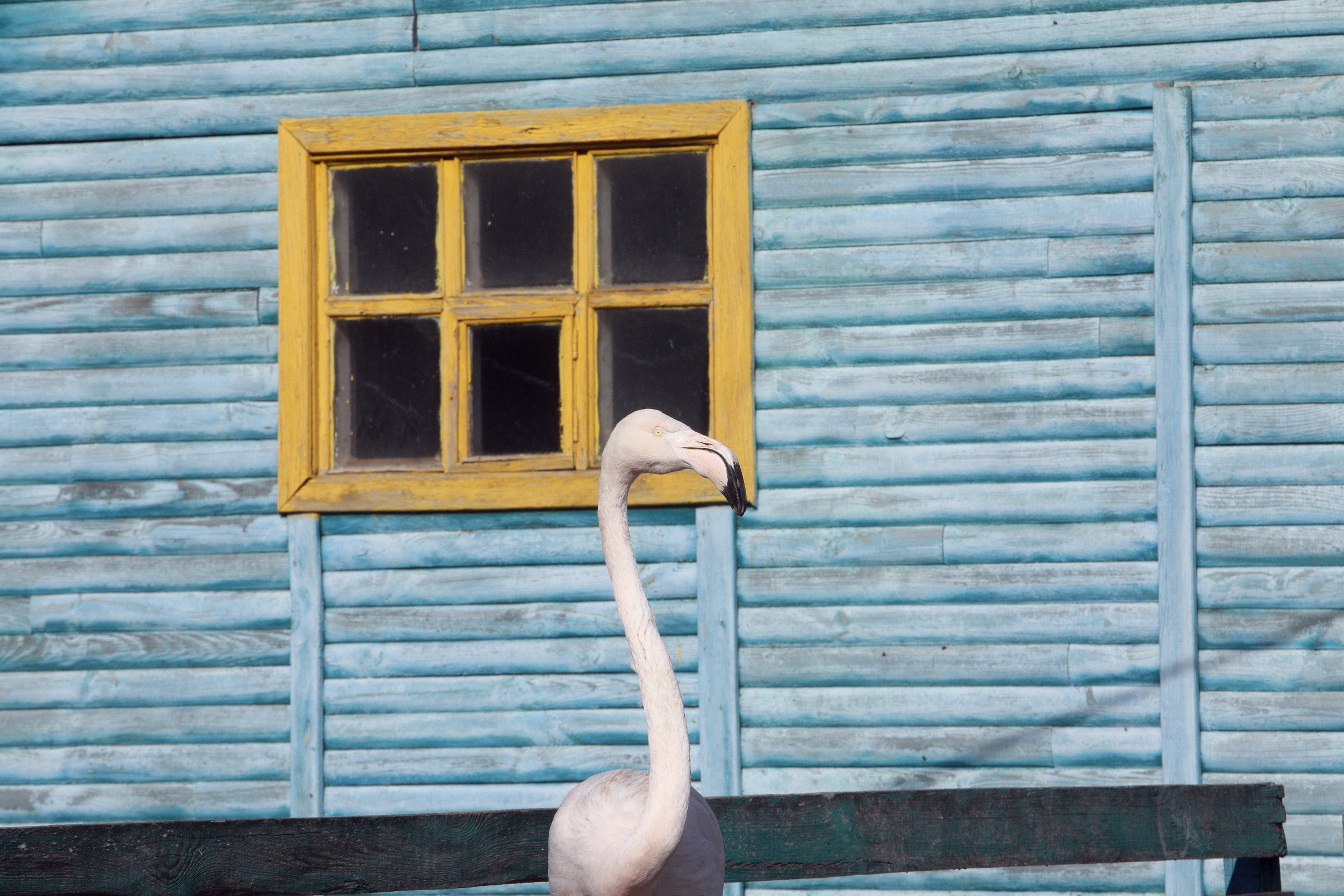 A flamingo in its pen at the wildlife private zoo located at the Ostrich Valley farm in Yasnohorodka village of Kyiv Oblast. ( by Volodymyr Petrov)