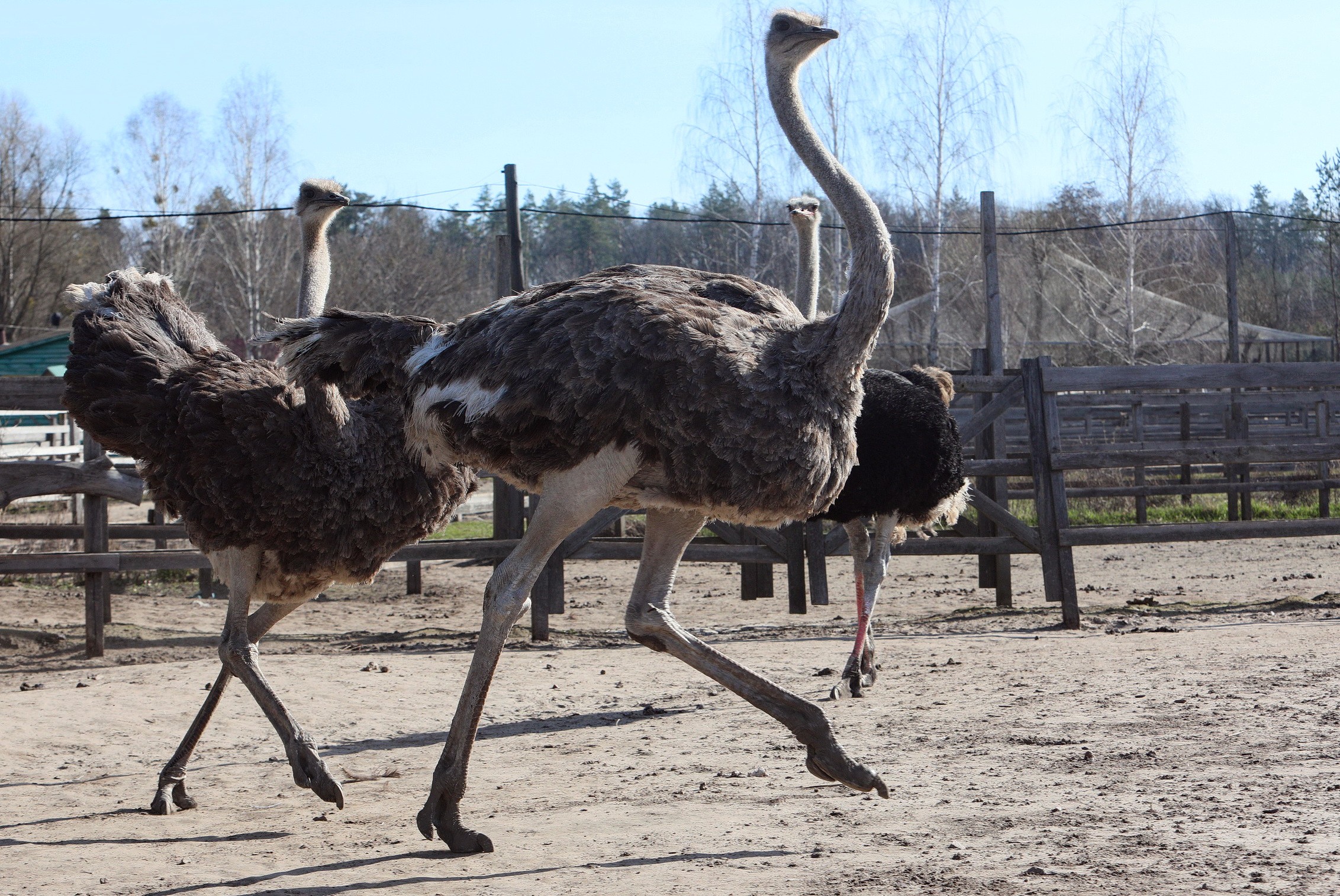 Ostriches run in one of the pens at the Ostrich Valley commercial farm in Yasnohorodka village of Kyiv Oblast ( by Volodymyr Petrov)