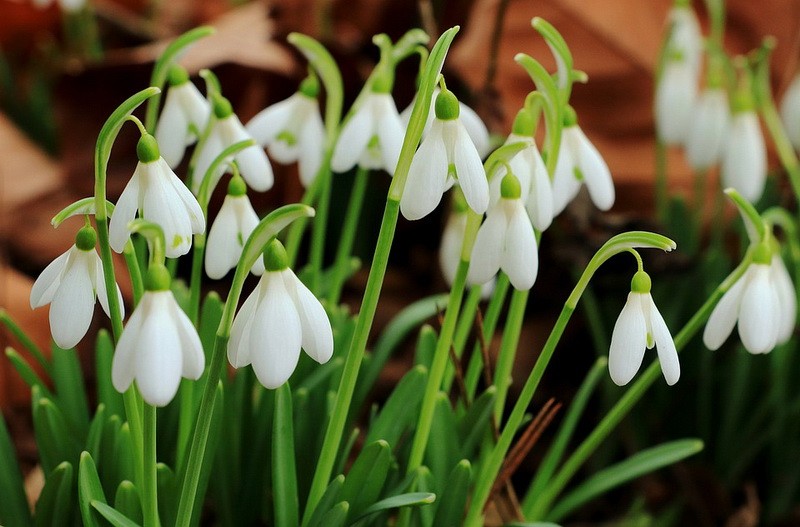 Snowdrops start to bloom in Ichnia National Park at the beginning of March. The flowers are endangered species included in Ukraine’s Red Book.