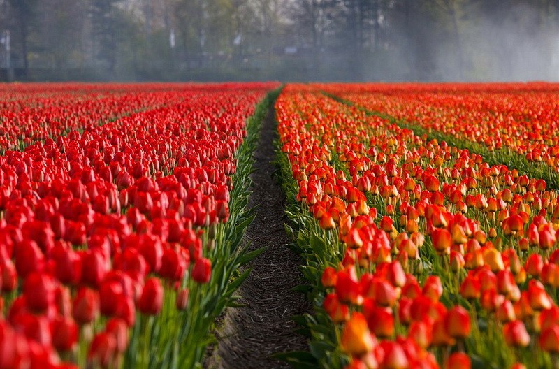 The tulips in Kropyvnytsky dendropark astonish with variety of colors and sizes. The tulip fields occupy nearly a hectare area there.