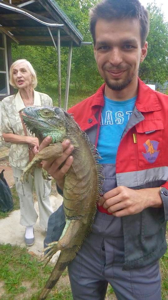 An Animal Rescue Group activists poses for a photo, holding an iguana Henry he caught in the senior lady's(Left) garden in Kyiv Oblast on Aug.7.