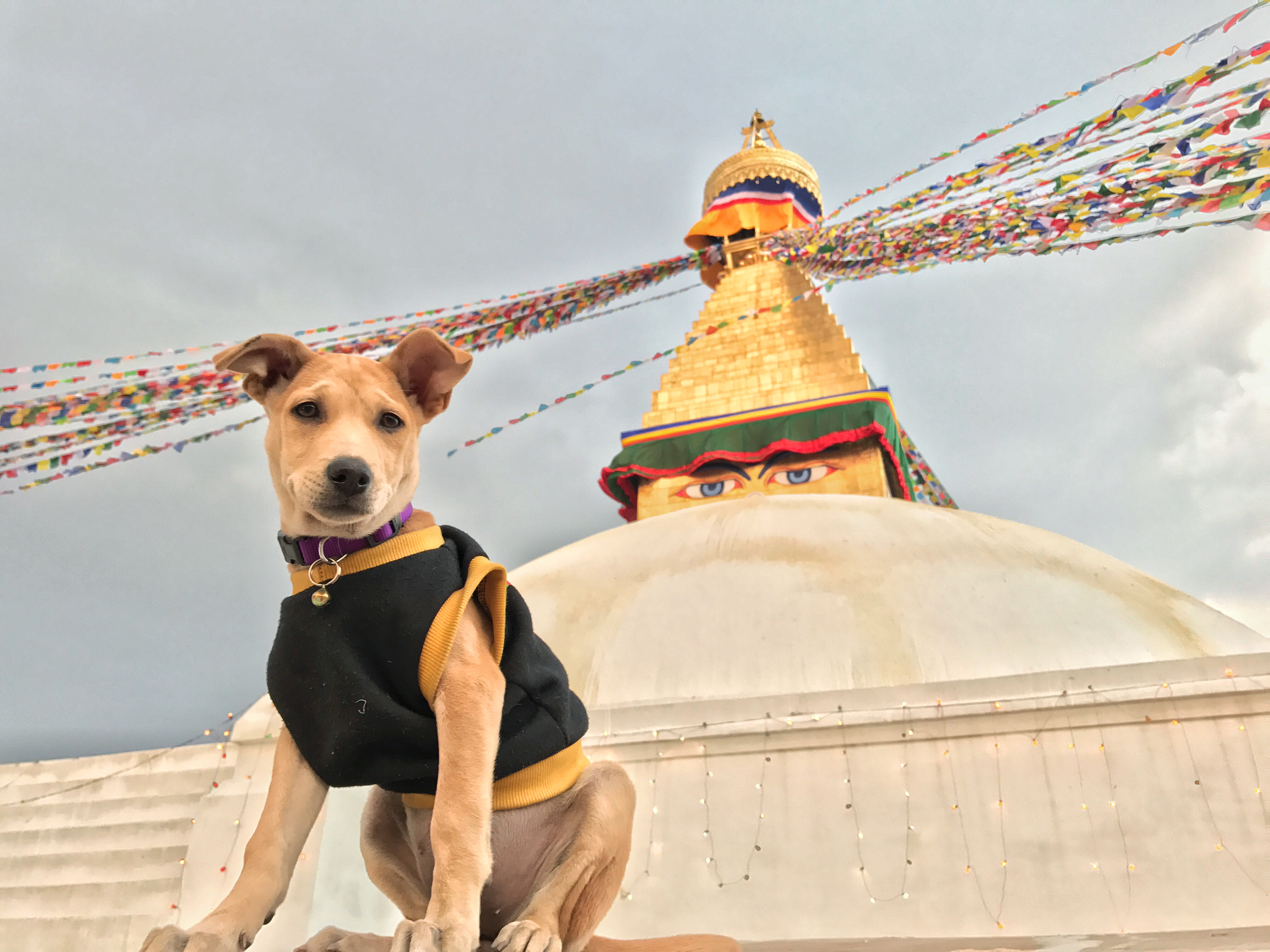 Chapati, an Indian pariah dog adopted by Ukrainian couple Kristina Masalova and Eugene Petrus at Boudhanath stupa, Kathmandu, Nepal in March, 2017. (Courtesy)