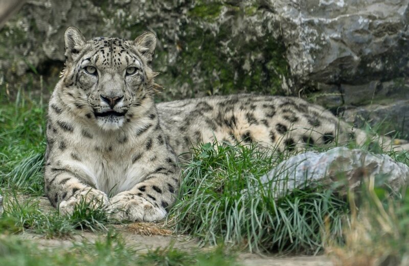 Snow Leopard  San Diego Zoo Animals & Plants